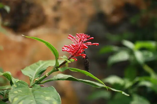 Firespike