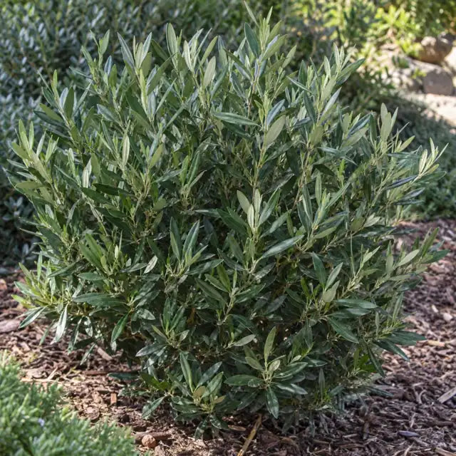 Olea 'Little Ollie' â€” AI reference illustration; actual stock varies