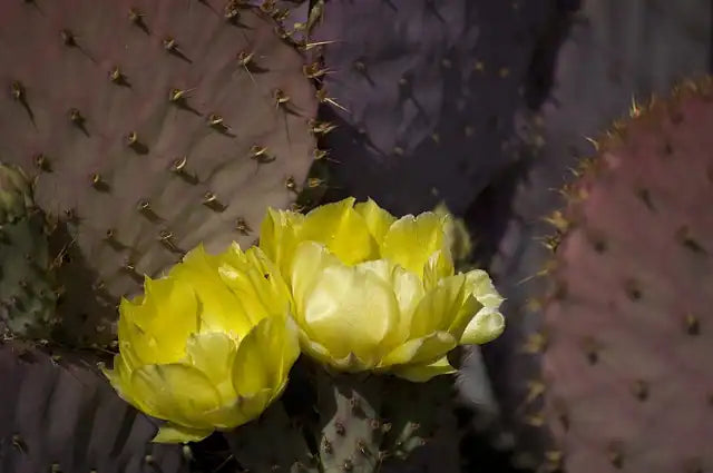 Pricklly Pear - Purple Leaf
