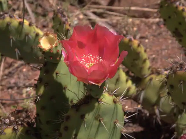 Opuntia x vaseyi