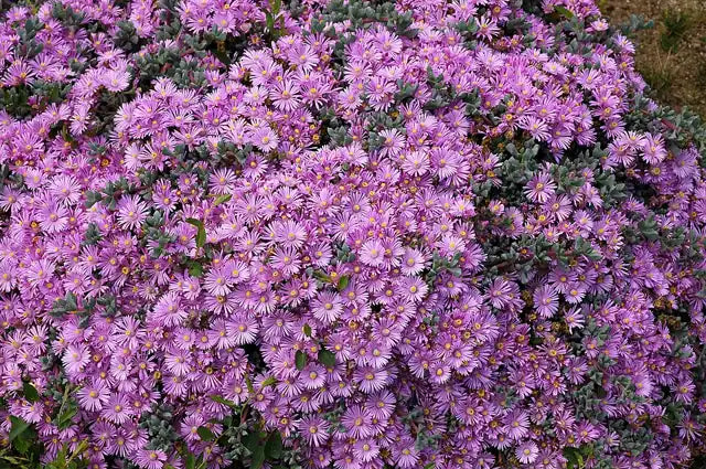 Pink Iceplant