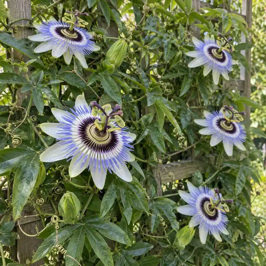 Passionfruit Selection â€” AI reference illustration; actual stock varies