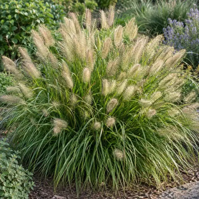 Dwarf Fountain Grass Â· Hameln â€” AI reference illustration; actual stock varies