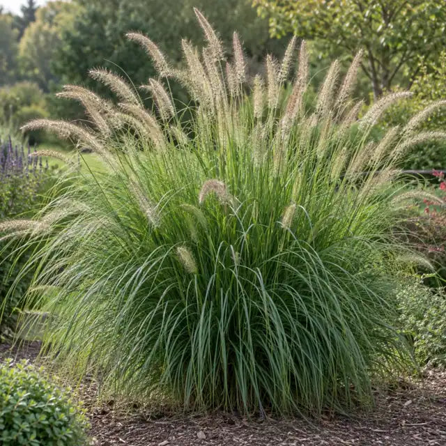 Evergreen Fountain Grass Â· Fairy Tails â€” AI reference illustration; actual stock varies