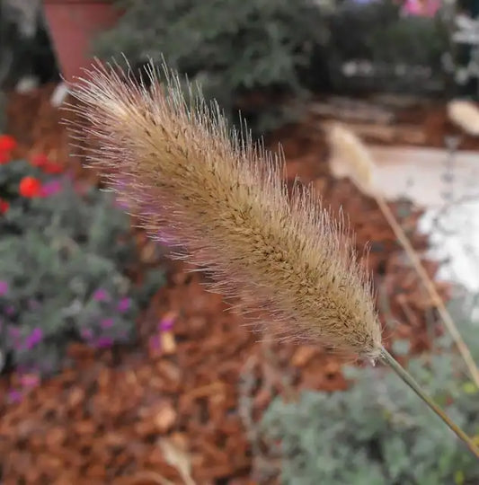 Pennisetum messiacum
