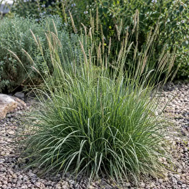 Slender Veldt Grass â€” AI reference illustration; actual stock varies