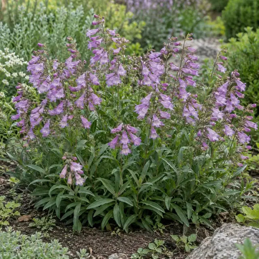 Penstemon Selection Â· Catherine de la Mare â€” AI reference illustration; actual stock varies
