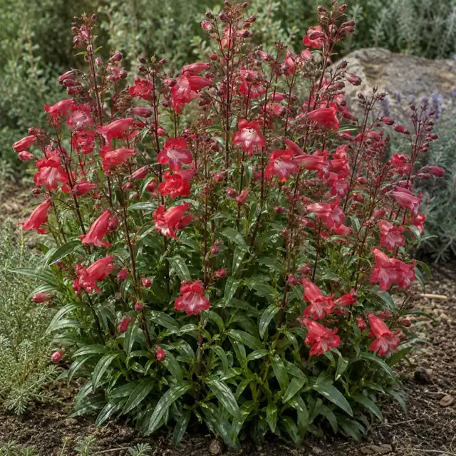Red Border Penstemon Â· Firebird â€” AI reference illustration; actual stock varies