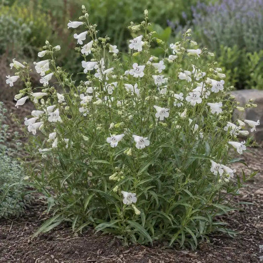 Foothill Penstemon Selection Â· GMR White â€” AI reference illustration; actual stock varies