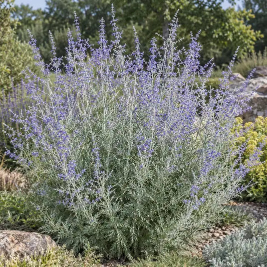 Russian Sage Â· Blue Spire â€” AI reference illustration; actual stock varies