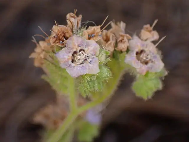 Branching Phacelia