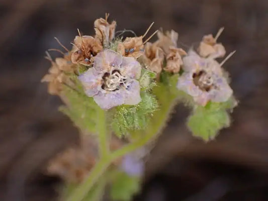 Branching Phacelia