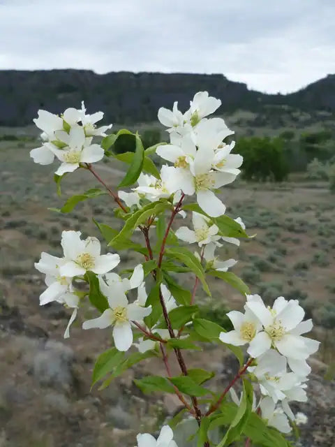 Wild Mock Orange