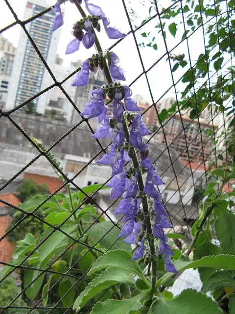 Winslow Spur Flower