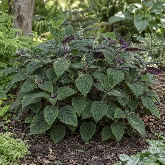 Spur Flower Â· Drege â€” AI reference illustration; actual stock varies