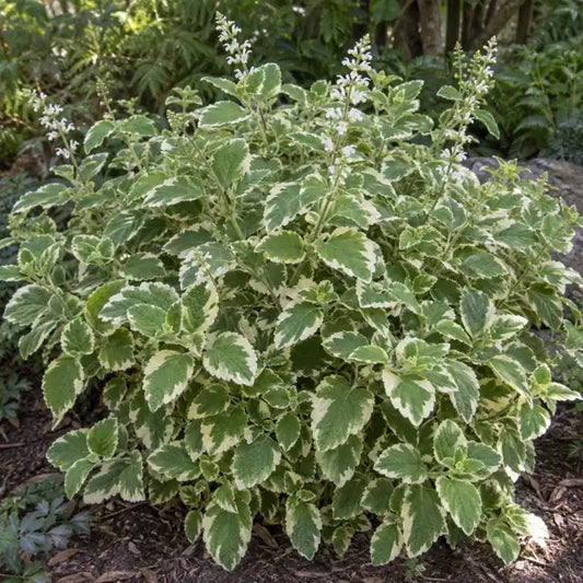 Plectranthus forsteri 'Aureus Variegatus' â€” AI reference illustration; actual stock varies