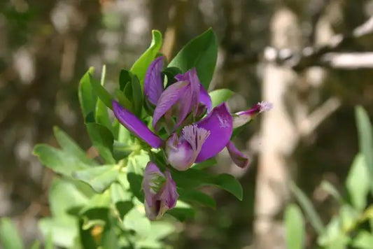 Large Sweet Pea Shrub Â· More Mesa
