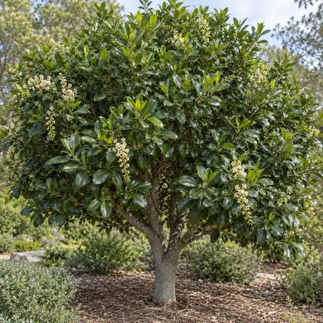 Catalina Cherry â€” AI reference illustration; actual stock varies