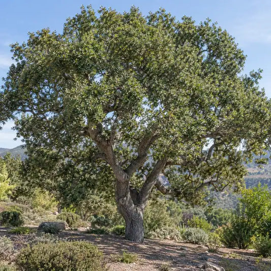 Coast Live Oak Â· Natural Form â€” AI reference illustration; actual stock varies