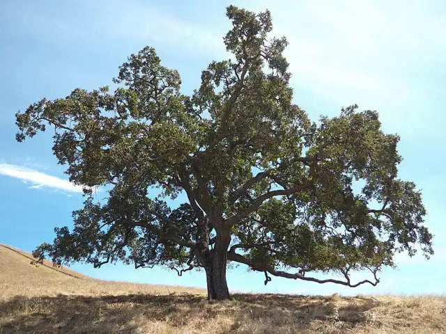 Valley Oak