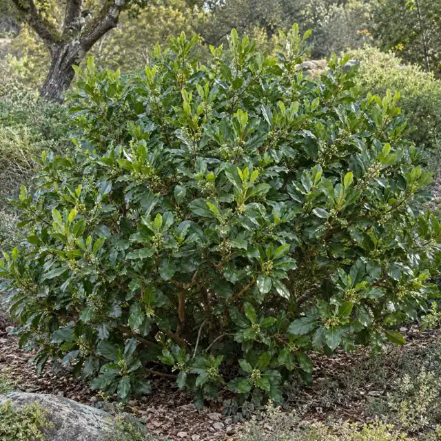 Coffeeberry Selection Â· Eve Case â€” AI reference illustration; actual stock varies