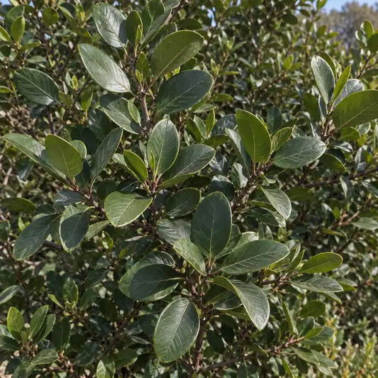 Coffeeberry Selection Â· Leatherleaf â€” AI reference illustration; actual stock varies