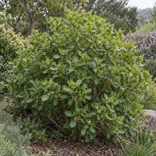 Coffeeberry Selection Â· Mound San Bruno â€” AI reference illustration; actual stock varies