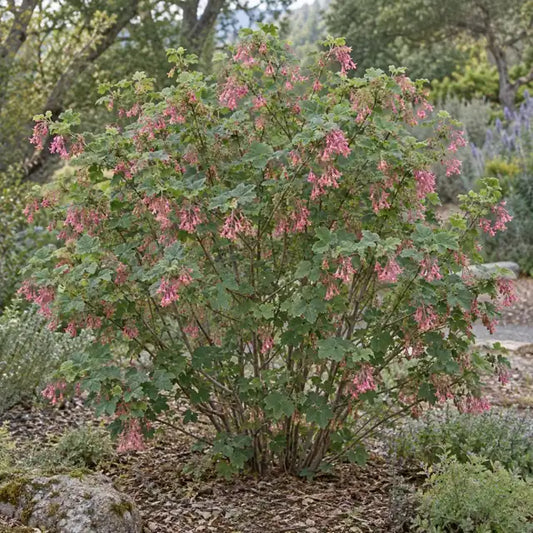 Chaparral Currant Â· Montara Rose â€” AI reference illustration; actual stock varies