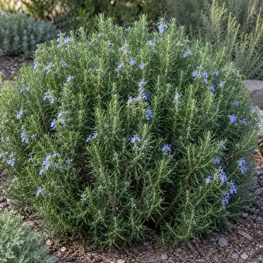 Rosemary Selection - Tight Mounding Â· Boule â€” AI reference illustration; actual stock varies