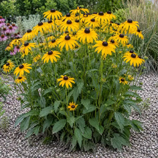 Black-Eyed Susan Selection Â· Goldsturm â€” AI reference illustration; actual stock varies