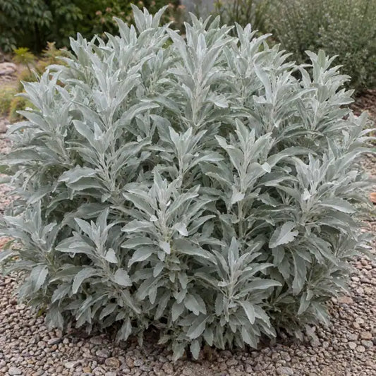 White Sage - Compact â€” AI reference illustration; actual stock varies