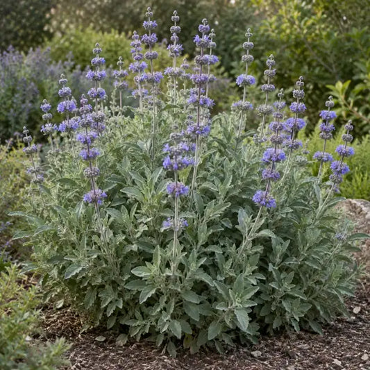 Sage Hybrid Â· Aromas â€” AI reference illustration; actual stock varies