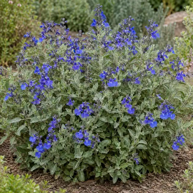 Germander Sage - Dark Blue Â· Marine Blue â€” AI reference illustration; actual stock varies