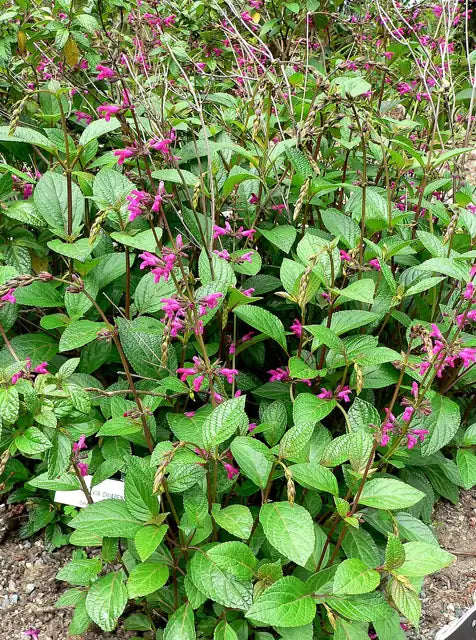 Chiapas Sage