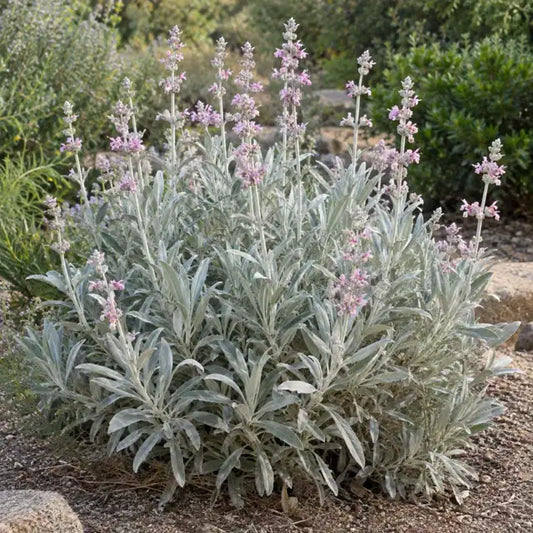 Native Salvia Hybrid Â· Desperado â€” AI reference illustration; actual stock varies