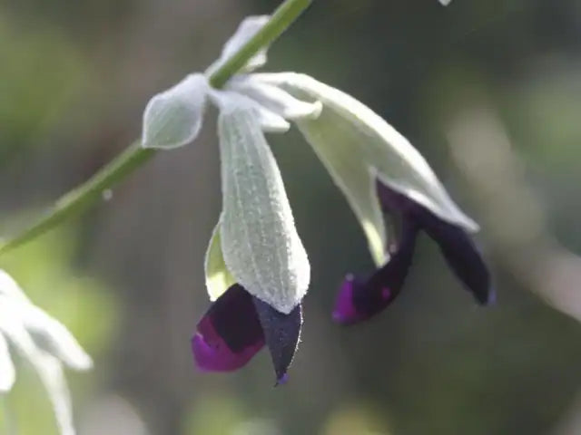 Andean Sage
