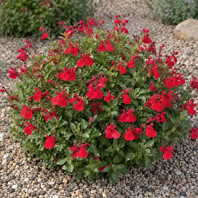 Autumn Sage - Cherry Red Â· Balmircher â€” AI reference illustration; actual stock varies
