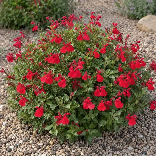 Autumn Sage - Cherry Red Â· Balmircher â€” AI reference illustration; actual stock varies