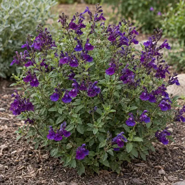 Autumn Sage - Mirage Deep Purple Â· Balmirdepur â€” AI reference illustration; actual stock varies