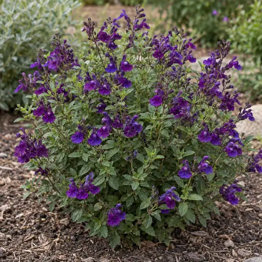 Autumn Sage - Mirage Deep Purple Â· Balmirdepur â€” AI reference illustration; actual stock varies