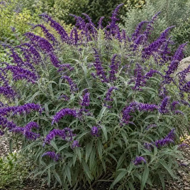 Mexican Bush Sage Selection - Solid Purple Â· Midnight â€” AI reference illustration; actual stock varies