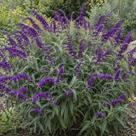 Mexican Bush Sage Selection - Solid Purple Â· Midnight â€” AI reference illustration; actual stock varies