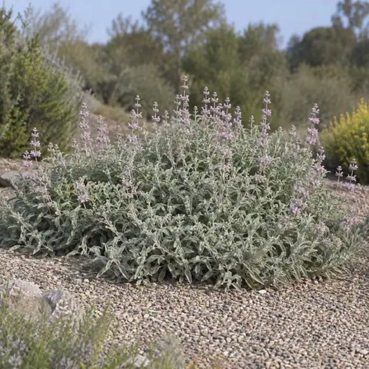 Purple Sage Selection Â· Pt Sal Spreader â€” AI reference illustration; actual stock varies