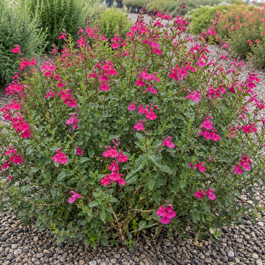 Heatwaveâ„¢ Sage - Magenta â€” AI reference illustration; actual stock varies