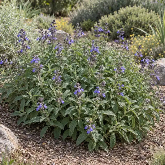 Sage Hybrid Â· Mrs. Beard â€” AI reference illustration; actual stock varies