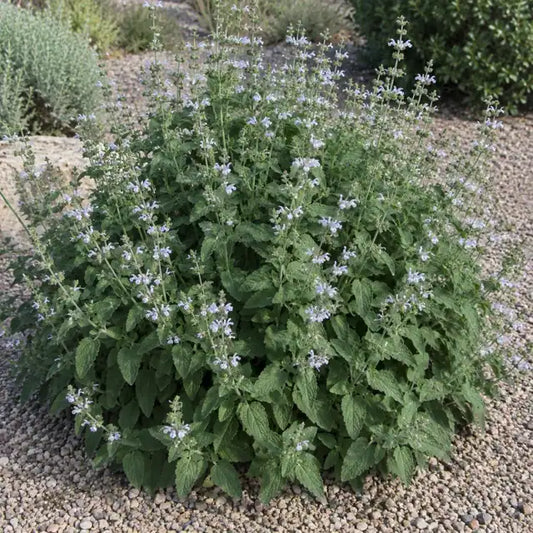 Shirley's Creeper Sage â€” AI reference illustration; actual stock varies