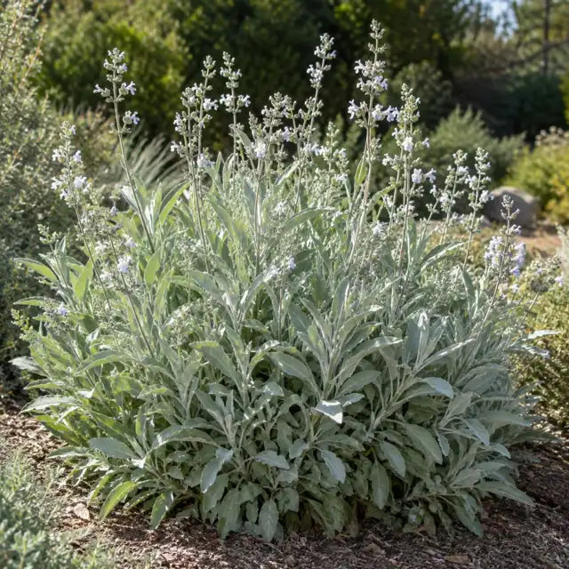 Native Salvia Hybrid Â· Thor â€” AI reference illustration; actual stock varies
