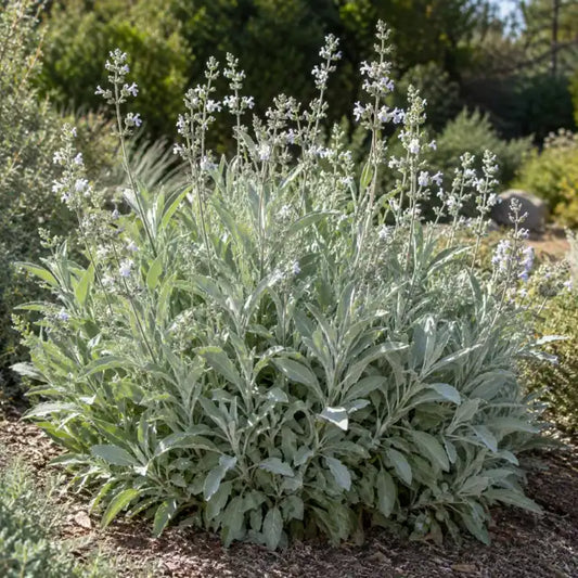 Native Salvia Hybrid Â· Thor â€” AI reference illustration; actual stock varies
