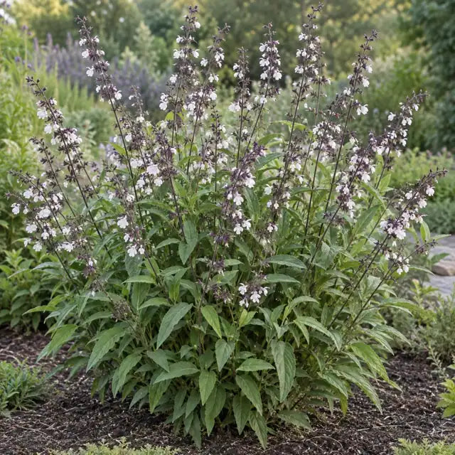 Salvia 'Waverly' â€” AI reference illustration; actual stock varies