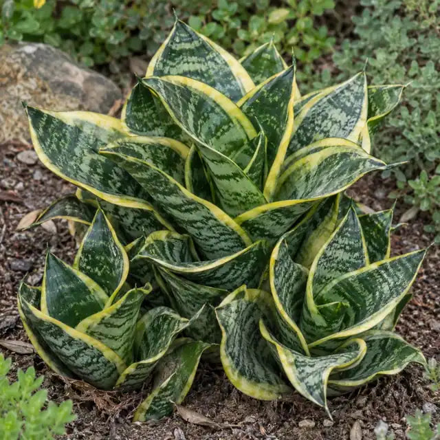 Bird's Nest Snake Plant Â· Hahnii Tornado â€” AI reference illustration; actual stock varies